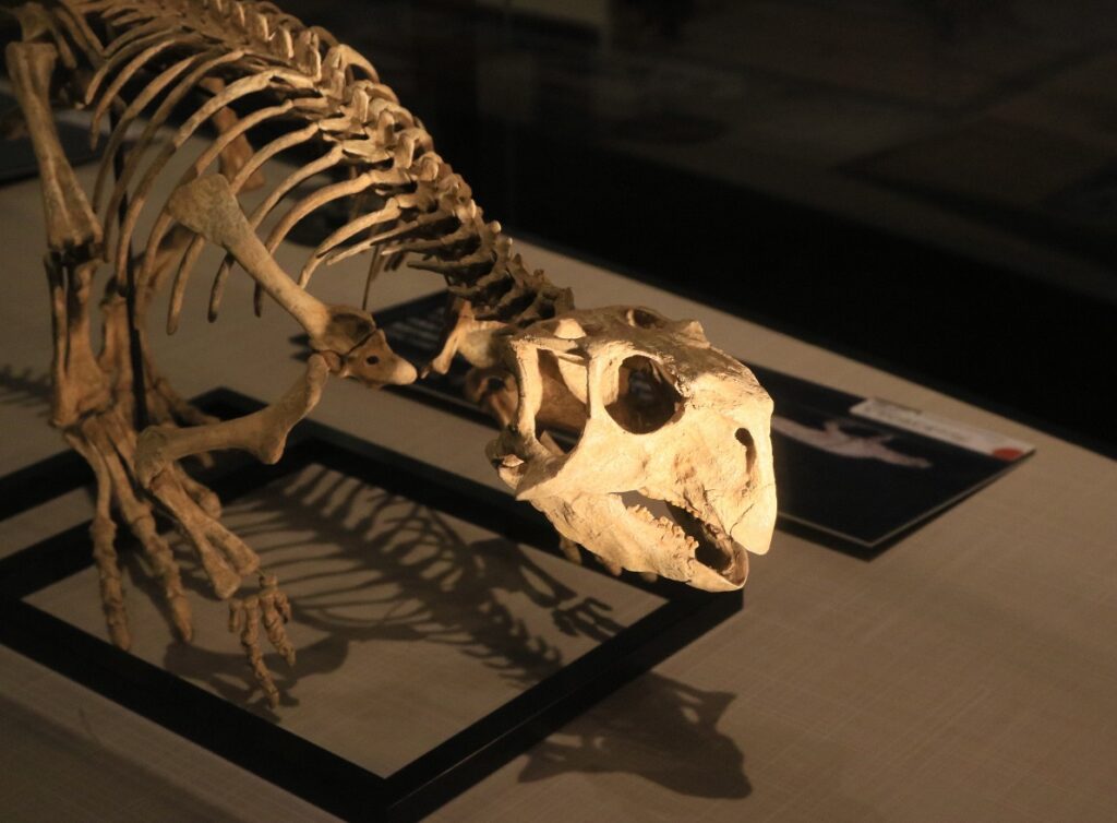 model szkieletu dinozaura