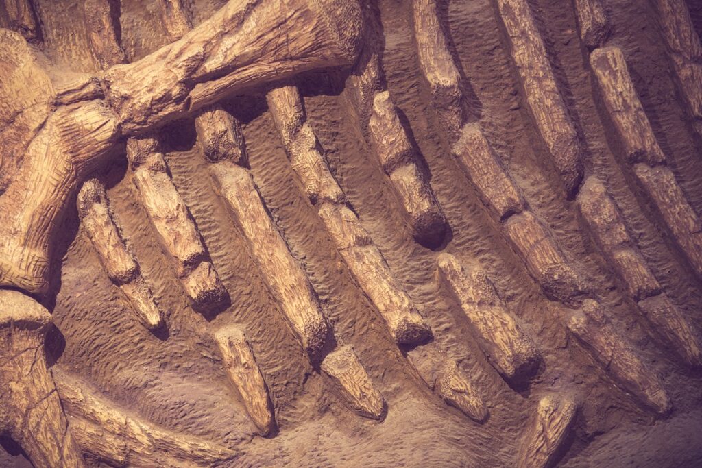 skamieniałości dinozaura